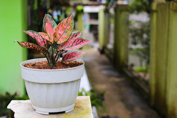 Aglaonema plant on white pot in the backyard.