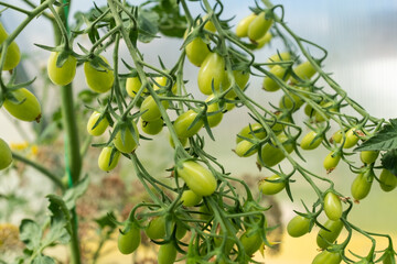 Blooming tomato with green young tomatoes, close-up. Composition with tomato plant for publication, poster, screensaver, wallpaper, postcard, banner, cover, post. High quality photo