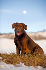 Labrador Retriever in winter meadow, looking, alert,  blue sky with rising moon.