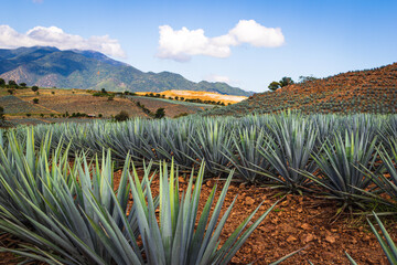 Beautiful view of the agave fields  vanishing point perspective. Colorful landscape with agave....
