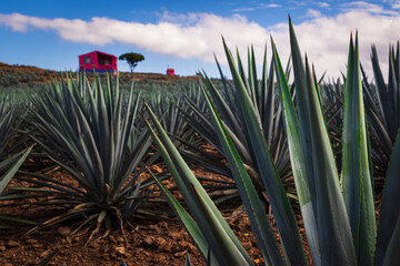 Idyllic landscape of agave plants close-up, in Tequila Jalisco.
