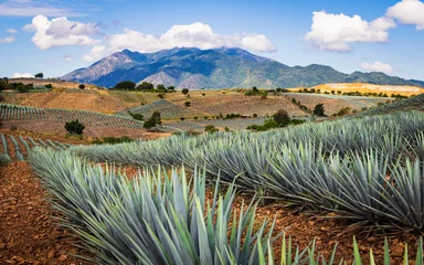Tuinposter Beautiful view of the agave fields with vanishing point perspective. wonderful landscape in mountains. Tequila, Jalisco. © Eduardo