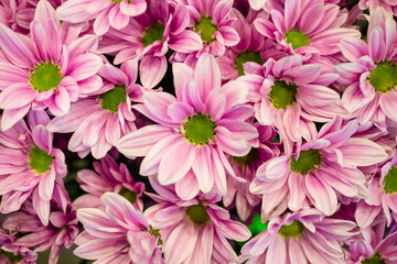 Obraz premium Colombia offers a wide range of flowers such as roses, carnations, chrysanthemums, orchids, hydrangeas, pompons, anthuriums, heliconias, alstroemerias, among others.