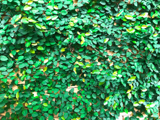 Beringin dolar or ficus microcarpa green island leaves, leaf texture background