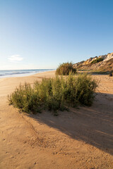 One of the most beautiful beaches in Spain, called (Cuesta Maneli, Huelva) in Spain.  Surrounded by dunes, vegetation and cliffs.  A gorgeous beach.