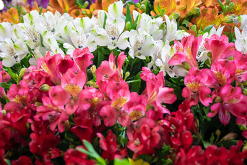 Colombia offers a wide range of flowers such as roses, carnations, chrysanthemums, orchids, hydrangeas, pompons, anthuriums, heliconias, alstroemerias, among others.