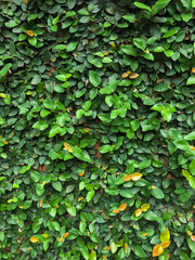 Beringin dolar or ficus microcarpa green island leaves, leaf texture background
