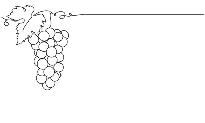 Bunches of grapes.  Vine. Vector line drawing on white or transparent background. Grapevine