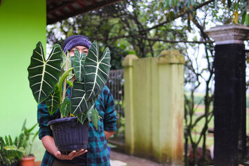 Young Asian man holding Alocasia plant on black pot in the backyard.