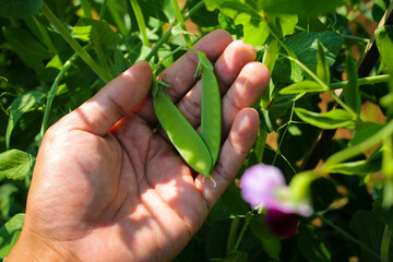 Pea plant on tree in the fields