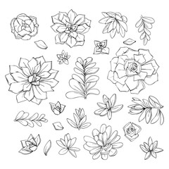 illustration of succulents flowers graphic decorative element black and white