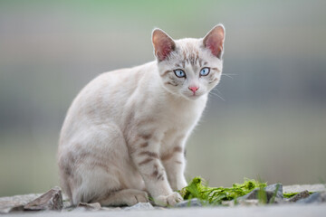 Snow Bengal Kitten outdoor