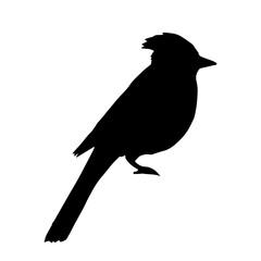 Vector hand drawn blue jay bird silhouette isolated on white background