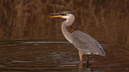 Great Blue Heron