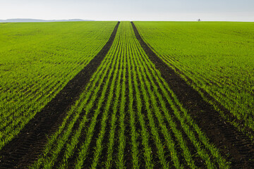 Close-up, detail of tractor track lines in a crop field straight ahead to the horizon in the countryside landscape farmland of South Moravia in the Czech Republic.