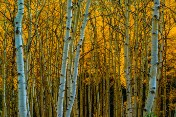 Golden Delight: Falls takes hold of the Aspen trees in Colorado. 