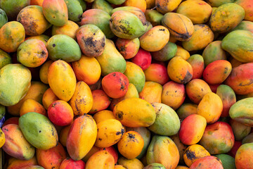 Mangifera indica - Organic fruit mango in Colombian market square