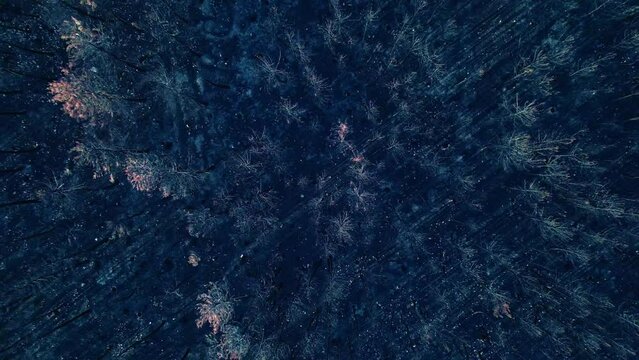 Overhead video of a burnt forest