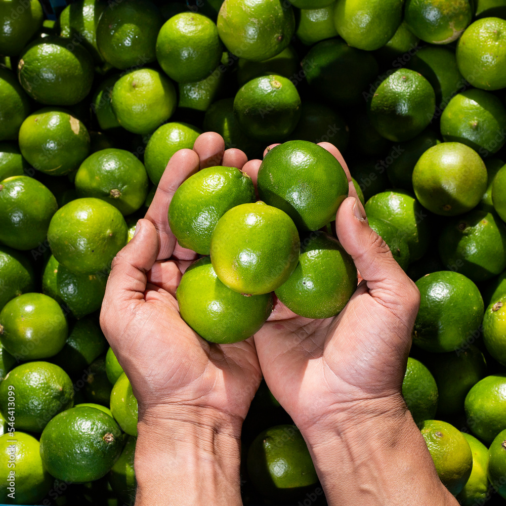 Canvas Prints Lemon lime in the hands of the farmer in the Colombian market square - Citrus x aurantiifolia