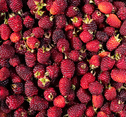 Organic colombian blackberry tropical fruit on the market square - Rubus ulmifolius