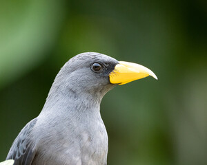 close up of a bird