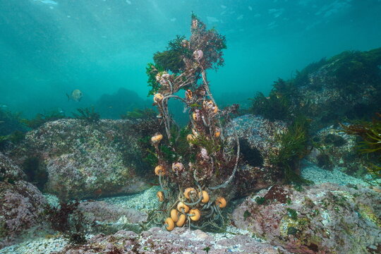 Fishing net tangled underwater on the ocean floor, Eastern Atlantic, Spain
