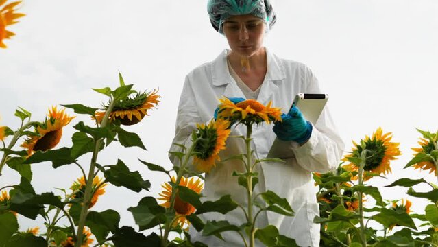 Research associate physician doctor conducts research on sunflower plants is outdoors on a plantation field of agricultural company, laboratory protective suit clothing. Agronomist analyzes the plants