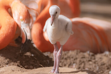 pink flamingo in the zoo