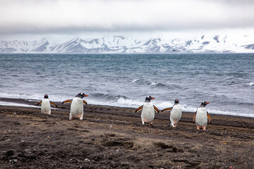 penguins on the beach - 546413288