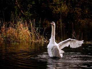 Beautiful adult swan flapping its wing in a dark lake water.