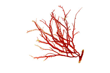 Rhodophyta or red algae branch isolated transparent png © photohampster