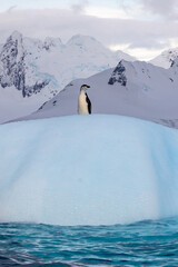 Penguins of Antartica - 546414074