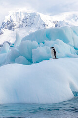 Penguins of Antartica - 546414082