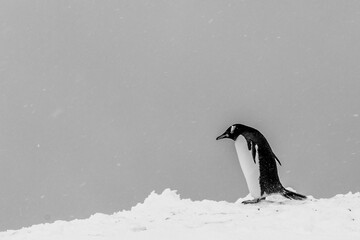 Penguins of Antartica - 546414093