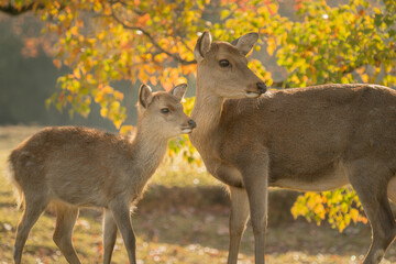 奈良公園の鹿の親子 / Deer parent and child in Nara Park