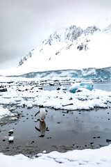 penguin of antartica - 546414221