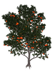 Pomegranate tree - 3D render