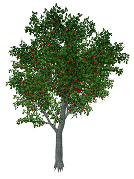 Sweet or wild cherry tree - 3D render