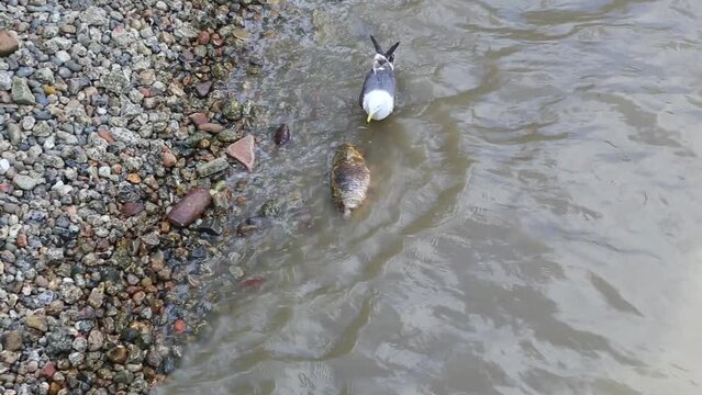 Seagull Eating Karp Fish Beach Tide Out London River Thames