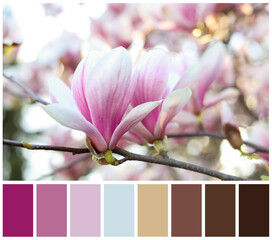Magnolia tree with beautiful flowers and color palette. Collage