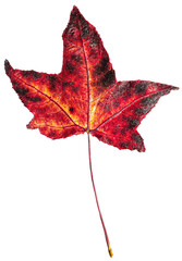 Herbstliches rotes Ahronblatt freigestellt