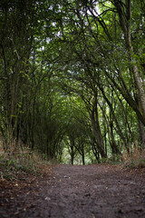Fototapeta na wymiar arched path in the woods