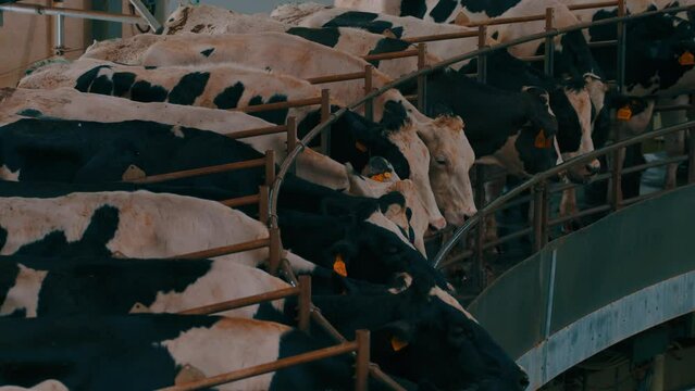 Adult cows with tags on ears on automated milking. Animals spinning on robotic milking machine. Concept of facilitating labor in dairy factory.