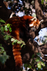 Image of rare red panda sitting on branch in park outdoor
