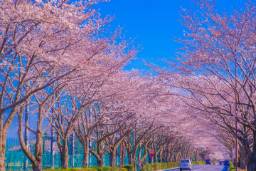 スタジアム通りの桜（東京調布市）