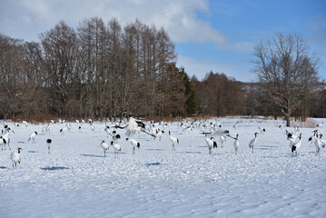 Bird watching, red-crowned crane, in
 winter