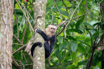 Monkeys in avocado tree