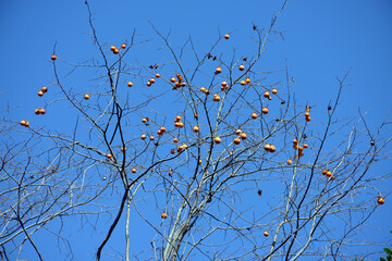 柿の風景