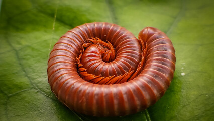 Millipedes on green leaves. red millipede in defensive coil on a green leaf