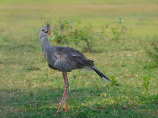 Red-legged seriema standing in a grass field